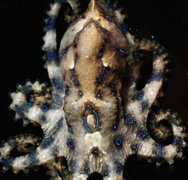 史上五大恐怖深海生物,海洋十大恐怖鱼