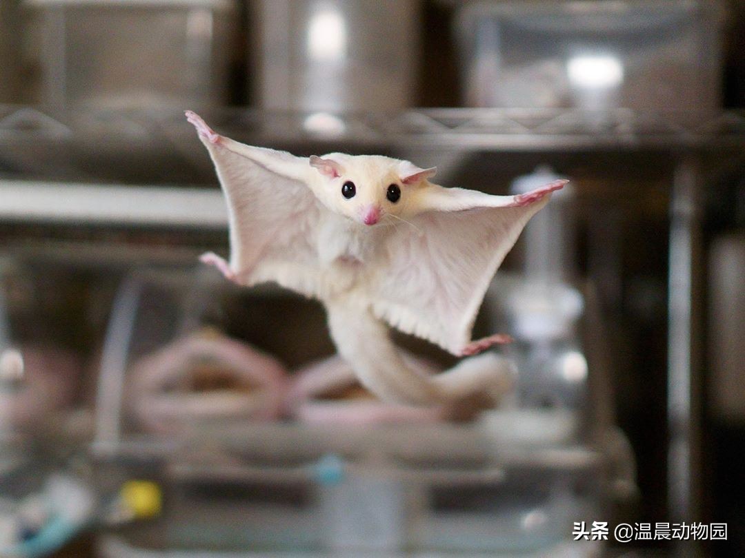 蜜袋鼯弃养可以喝羊奶吗,蜜袋鼯被弃养原因