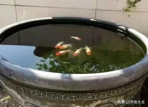 建一个锦鲤池要多少钱,园林锦鲤池建造