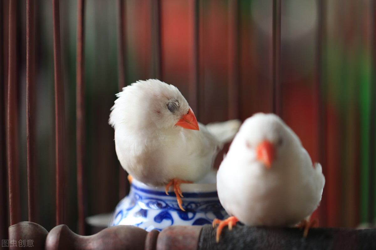 红屁股鸟为什么养着就腿瘸,为什么鸟的腿突然就瘸了