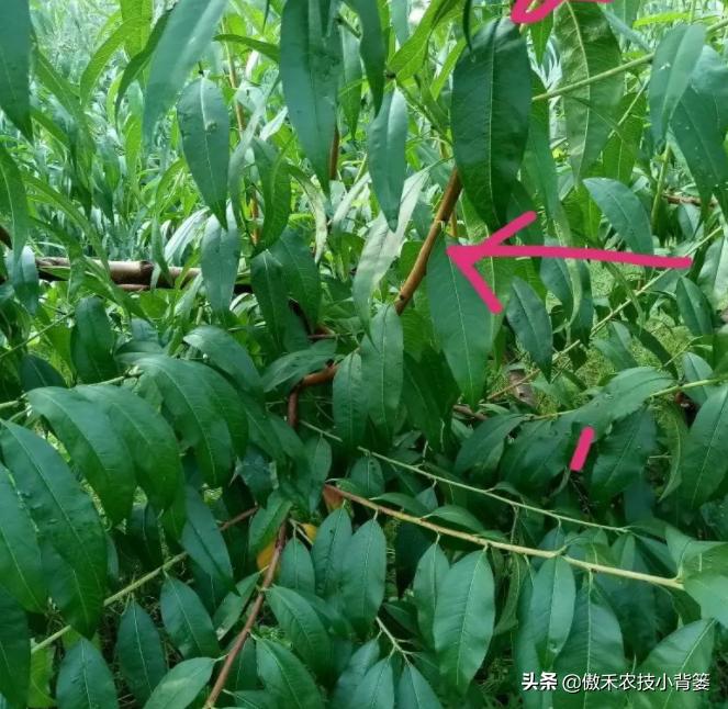 八年从未修剪过的桃树如何修剪,桃树修剪是早剪好还是开春剪好