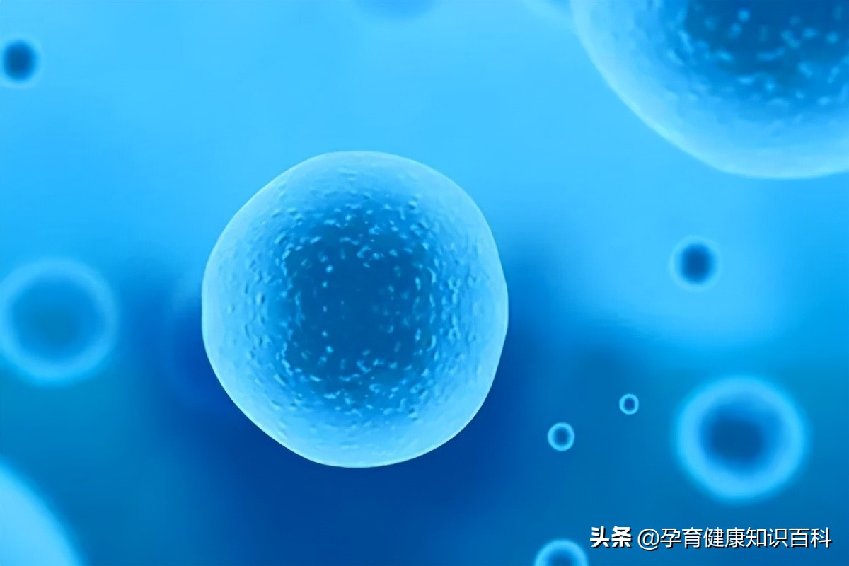 卵泡不知道排了还是没有排,卵泡也正常怎么就怀不上孕呢