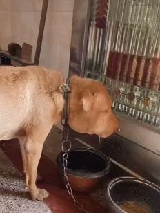 狗狗们天生好斗，被蛇“亲”过后脸都肿成了猪头，真不让人省心啊