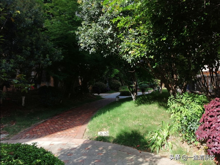 九江晨跑路线,晨跑桂花香