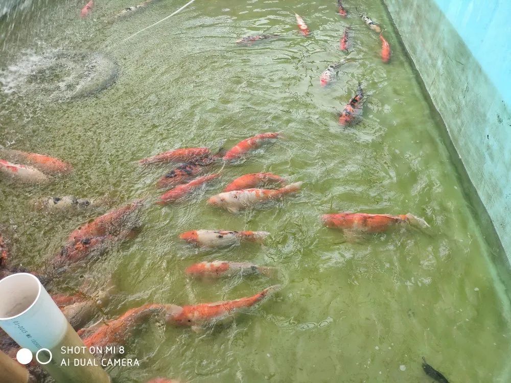 爱鲤食谱及做法,爱鲤食谱一览表