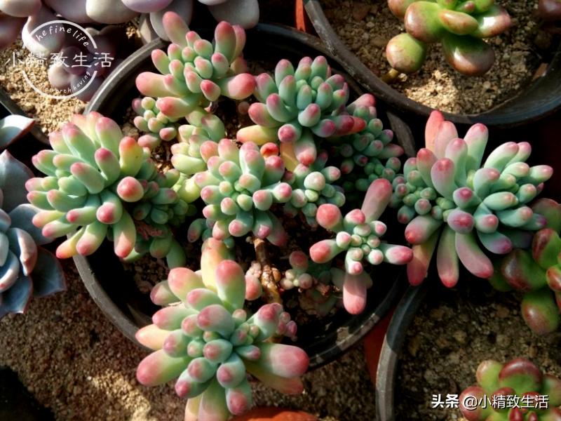 多肉徒长了如何进行处理,多肉徒长的原因和解决方法