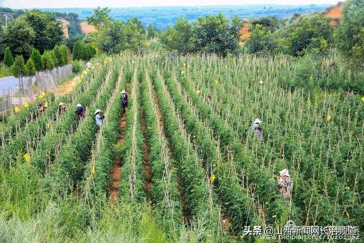 鎴戜滑韬竟鐨勬柊闂绘湁鍝簺,鎴戜滑韬竟鐨勪簩闈掍細灞辫タ