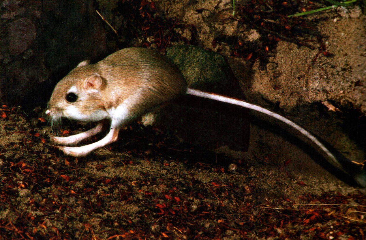 鼠的变异状况,鼠的性质特征有哪些变化