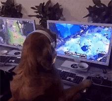 金毛犬聪明吗,德国牧羊犬聪明还是金毛犬聪明