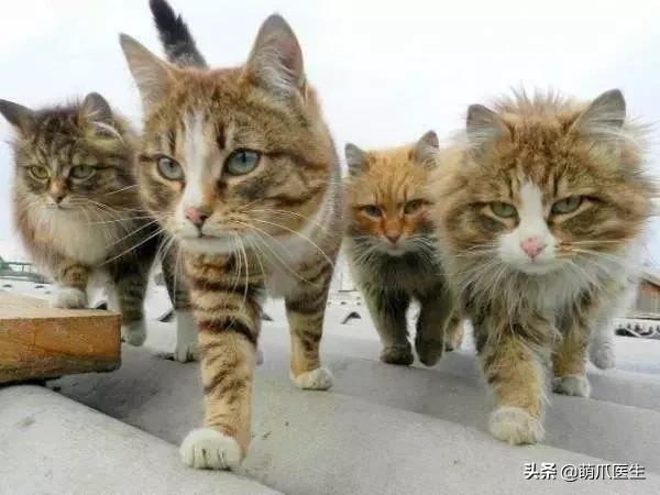 中华田园猫就是叫土猫？论给猫起名，古人可比我们强多了