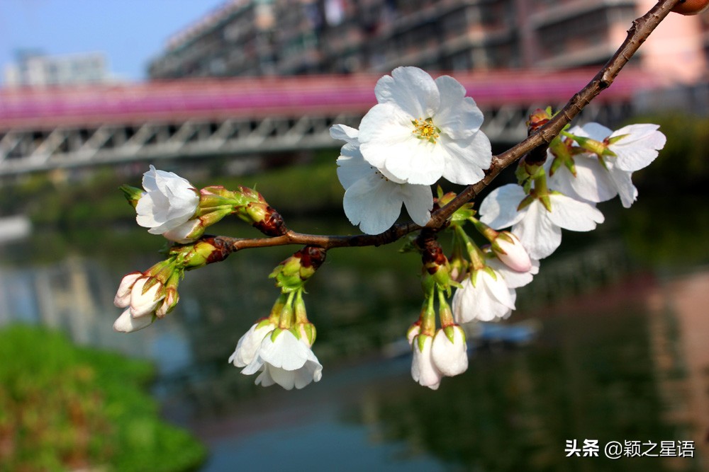 十里樱花十里尘,十五个赏樱地,赴一场樱花之恋