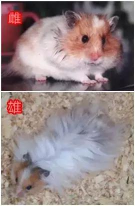 仓鼠的种类及图片大全,加卡利亚仓鼠和叙利亚仓鼠