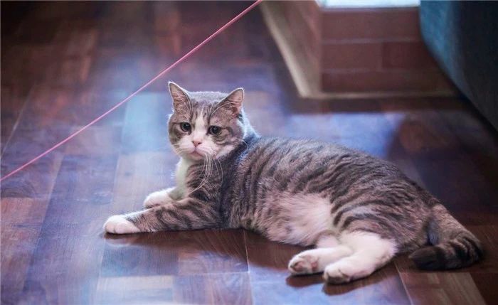 打猫教育,怎么打猫能让猫咪不能伤到你