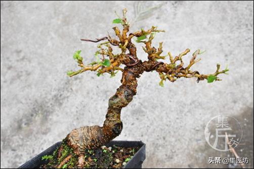 盆栽观赏树枯萎怎么补救,盆栽树枯萎的叶子可以剪掉吗