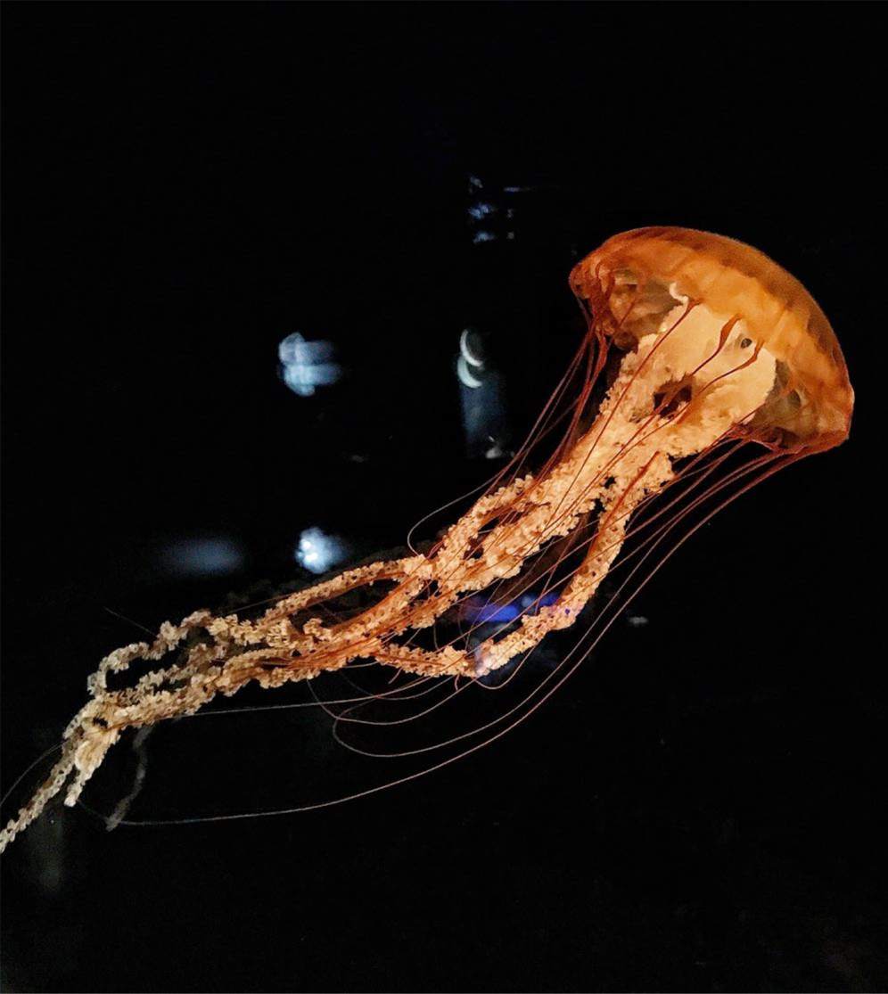 G20后大阪更好玩了!怎么订机票更省钱