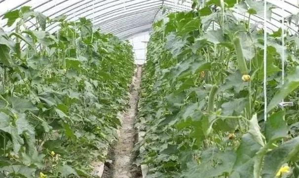 黄瓜种植技术详解视频,阳台黄瓜种植技术与管理法