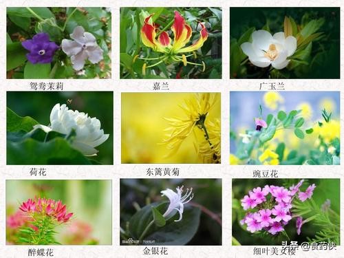 蜂胶的成分是什么,蜂胶皂的成分