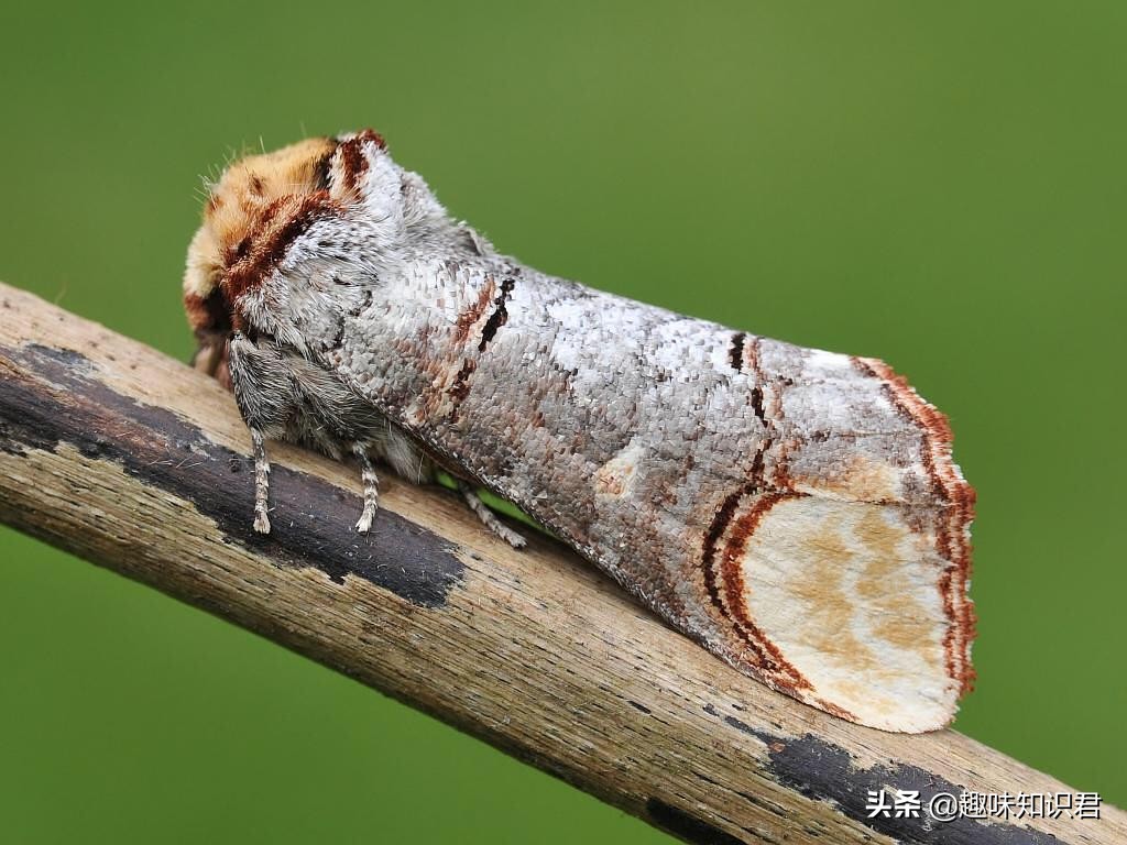 千奇百怪的趣味冷知识,我的世界的趣味冷知识