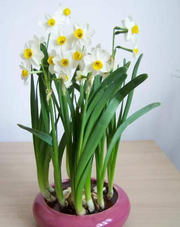 盆栽水仙花开花期间怎么养,水仙花开完了要怎么处理