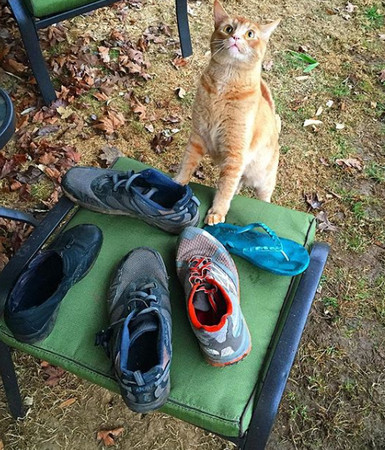 脚味癖萌猫专偷邻居鞋子一车战利品欢迎认领