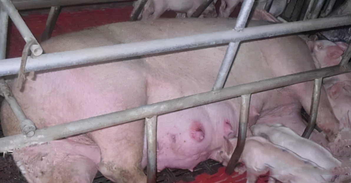 母猪产后便秘怎么快速解决,母猪产后便秘最快的解决方法