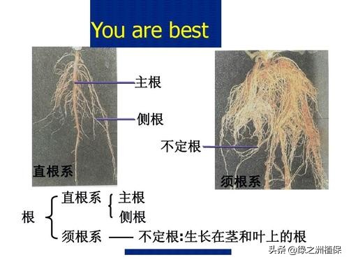 根系一般分为直根和须根,怎么从作物根须判断病虫缺素症