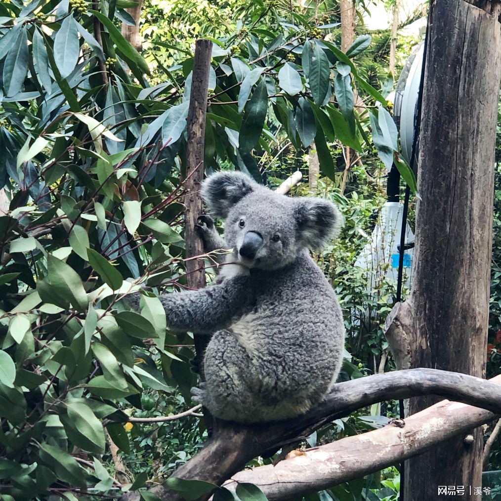 广州长隆游玩超详细亲子游攻略,史上最完整的广州长隆亲子游攻略