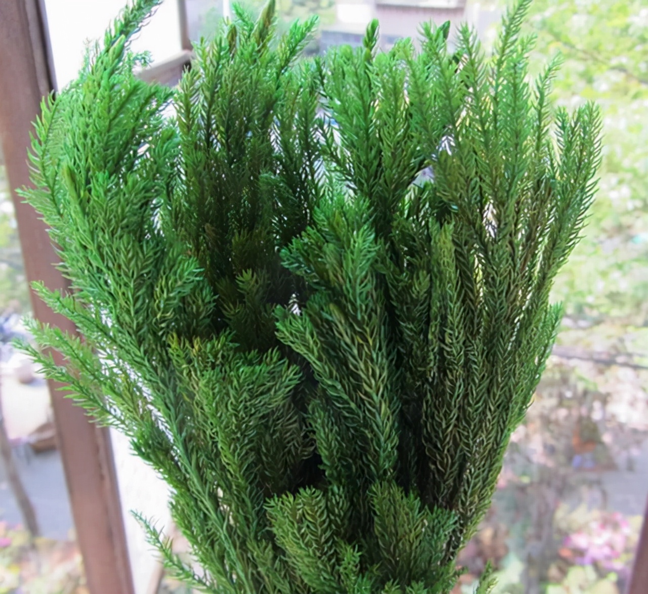 这五种盆栽太珍贵,除了蕨类还有哪些盆栽绿意盎然