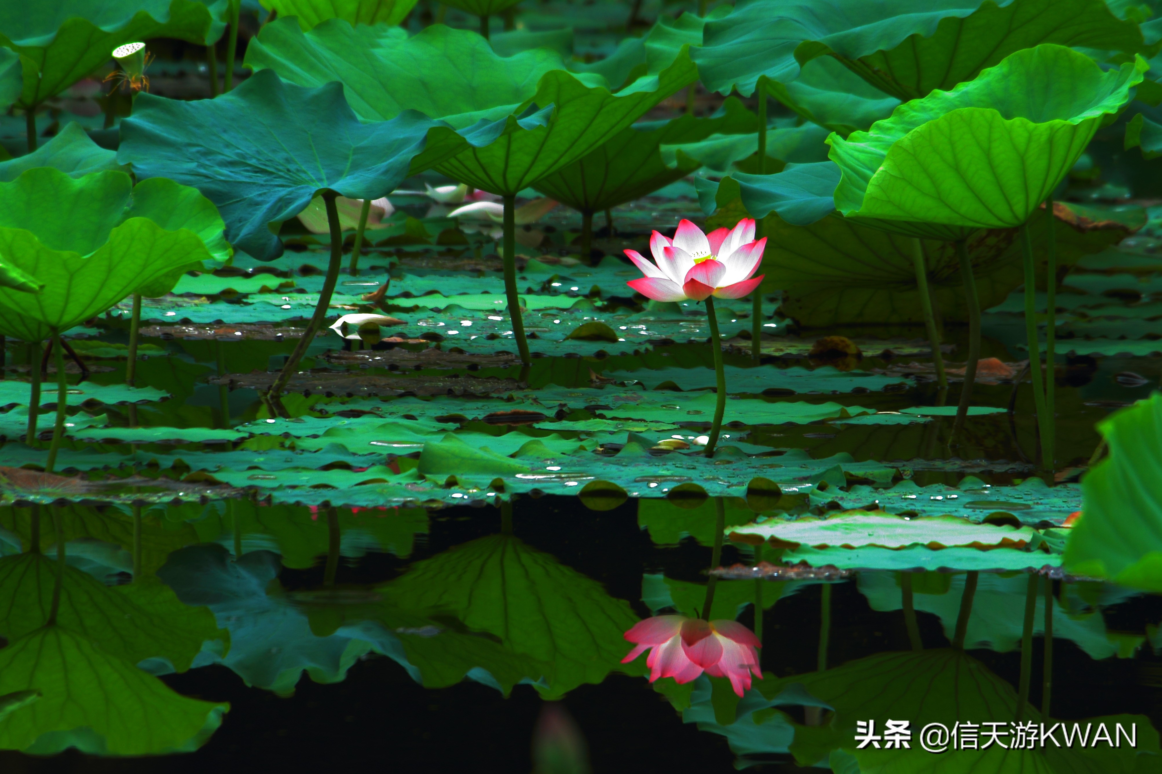 澶忚嚦宸茶嚦鑽疯姳鏅偣 (澶忚嚦宸茶嚦閭ｅ氨蹇樺嵈鐐庣儹鍘昏祻鑺卞惂)