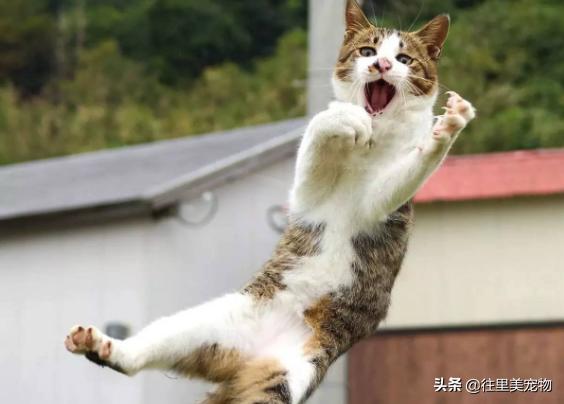 为什么猫咬破了电线不会触电,猫咪咬数据线触电后口吐唾沫