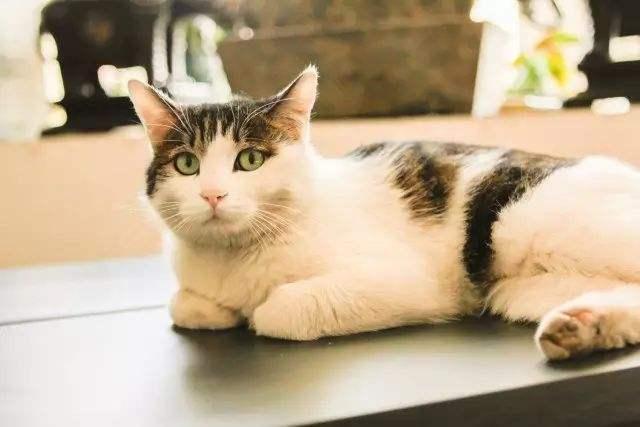 猫咪只要是母鸡蹲就是有问题的吗,猫咪为什么喜欢揣着手在板凳上