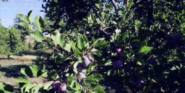 别买西梅干，除非你看完这篇