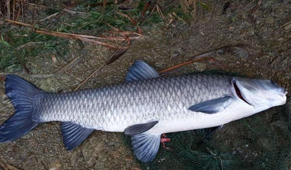 淡水鱼鲫鱼类品种大全,鲤科鱼类分布图