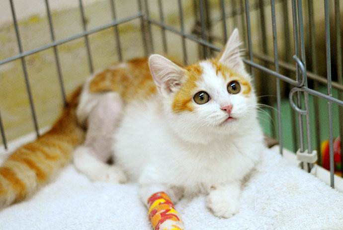 为什么那么多人提倡领养代替购买，看完你就了解了