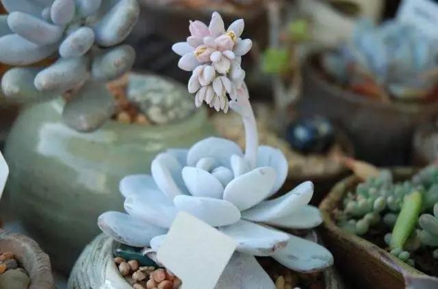 春天几月份适合移盆扦插,夏天可以扦插换盆吗