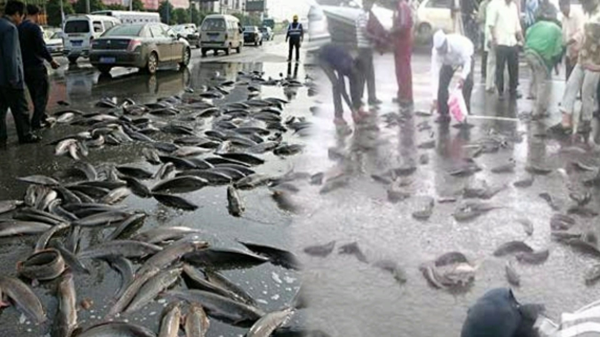 上万条鱼随暴雨从天而降,暴雨过后上万条活鱼从天而降