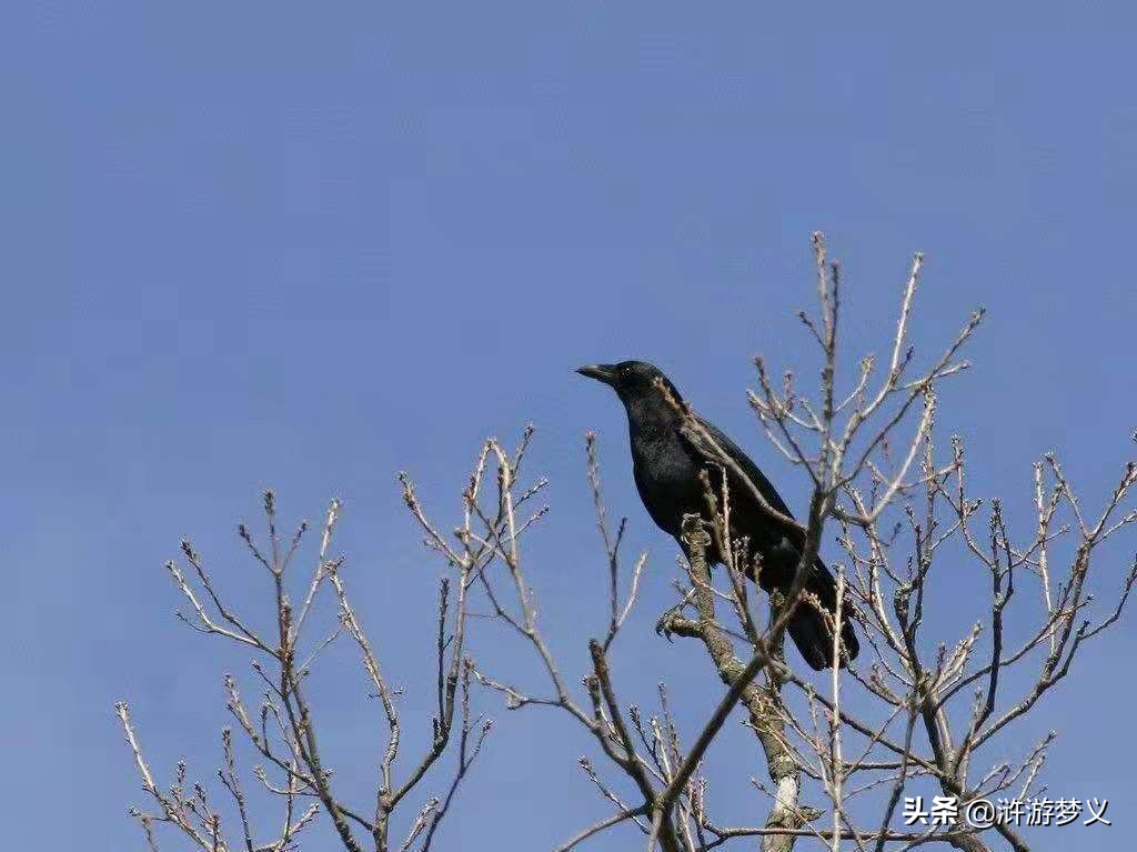 常见但是说不出名字的动物,六种不常见的鸟