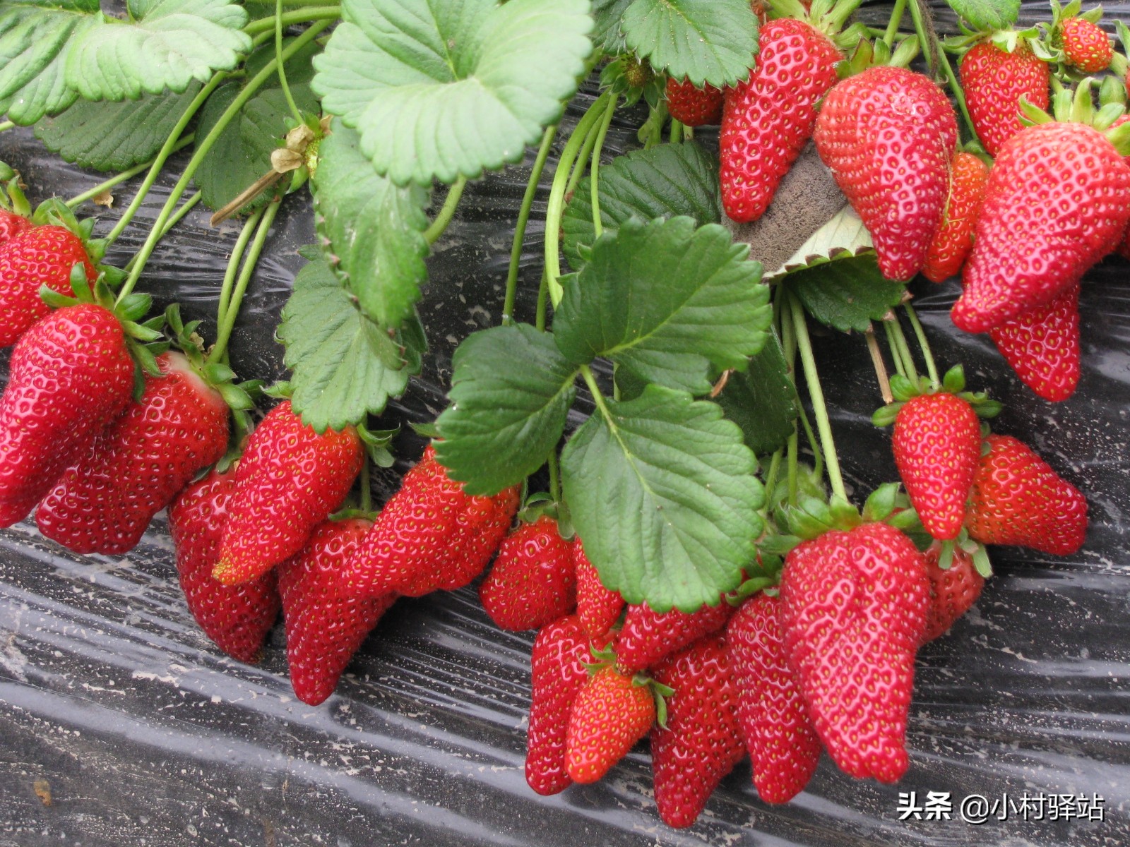 对付红蜘蛛用什么药,怎么对付红蜘蛛不用农药