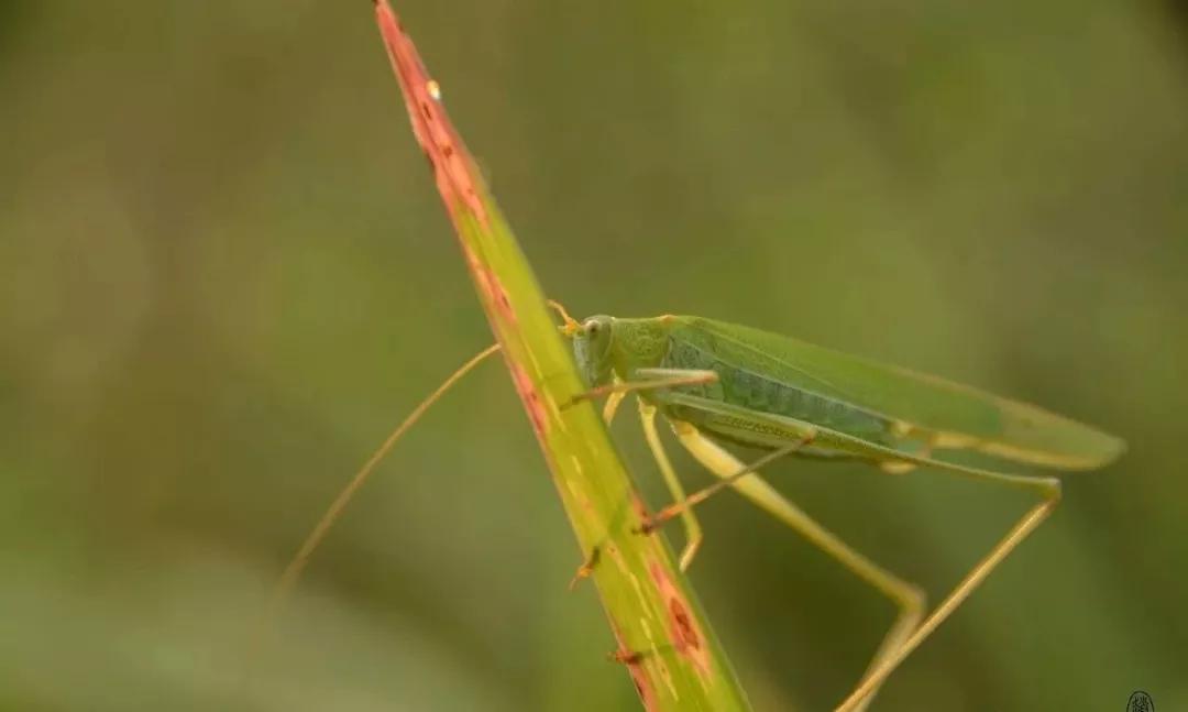 企鹅烯的结构式,企鹅烯