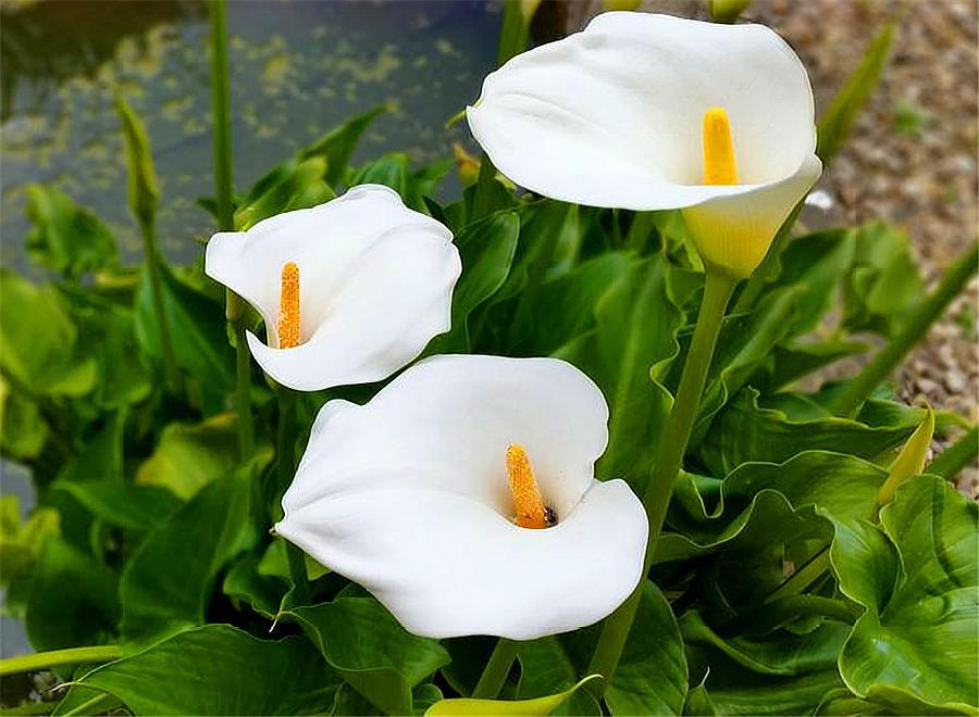 马蹄莲的养护方法快速开花,马蹄莲如何养护开花多