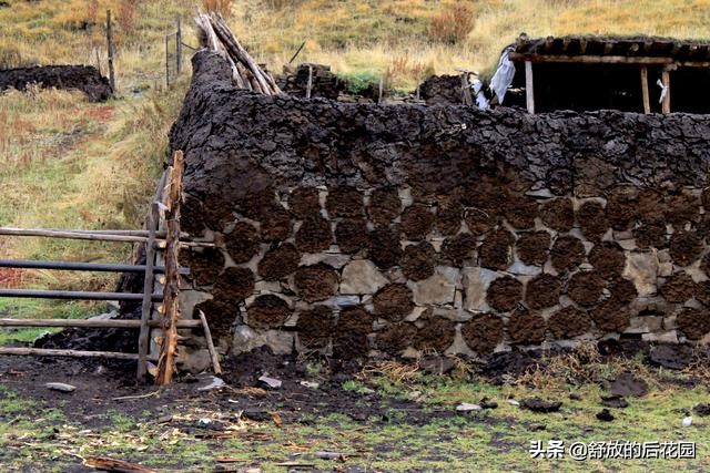 青藏高原野牦牛特点,白牦牛生活在哪里