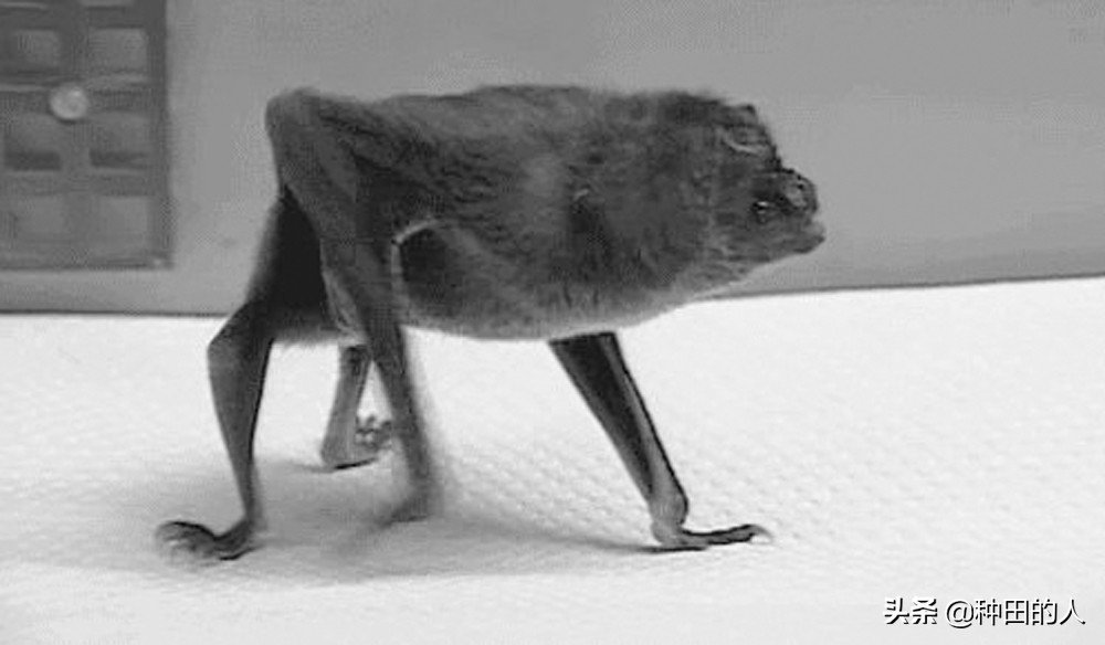 家里飞来一只蝙蝠什么意思,如果家里飞来一只蝙蝠怎么办