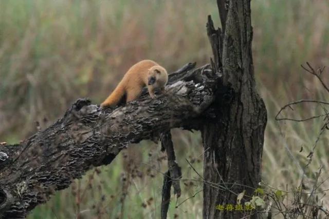 为什么黄鼠狼会频繁光顾同一家,黄鼠狼为什么专偷鸡不咬鸭
