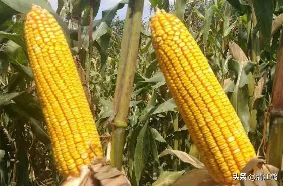 种子质量标准包括哪些,种子质量有问题造成减产怎么处理