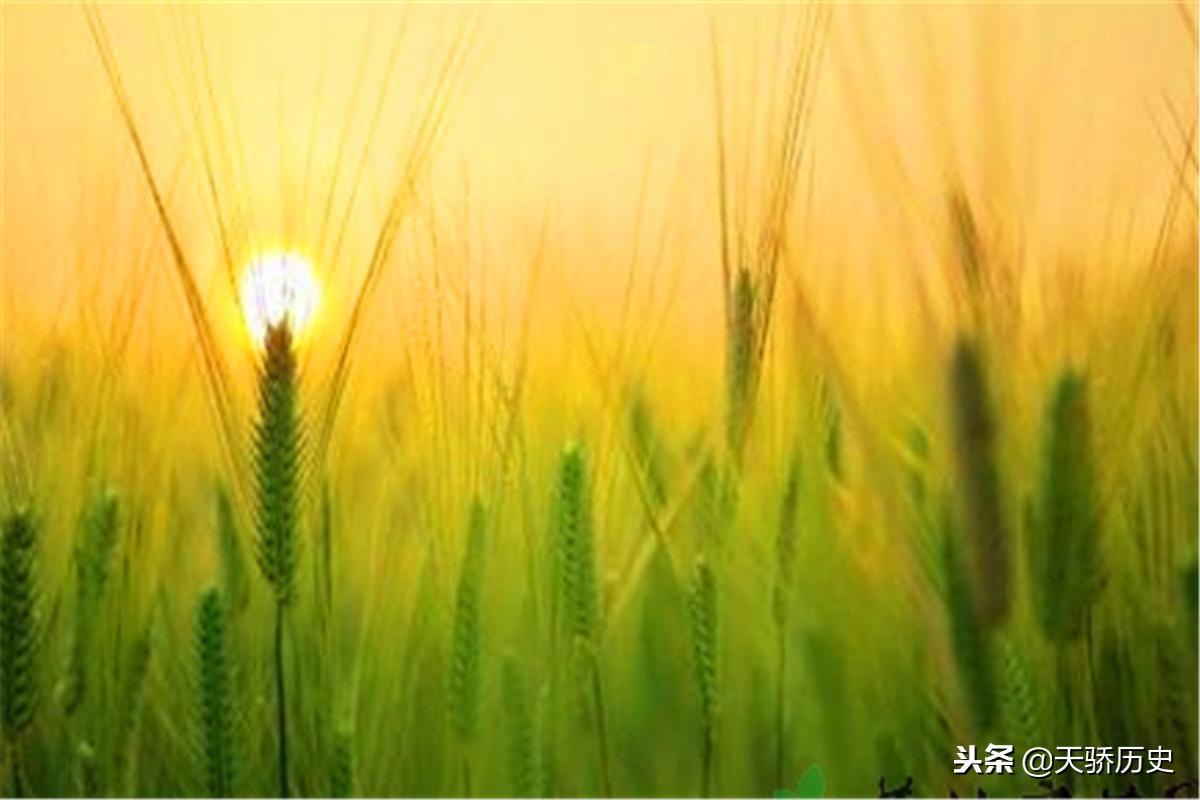 芒种忙,芒种时节田间忙