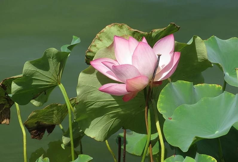 养殖塘铁锈水怎么处理,养殖池塘铁锈水