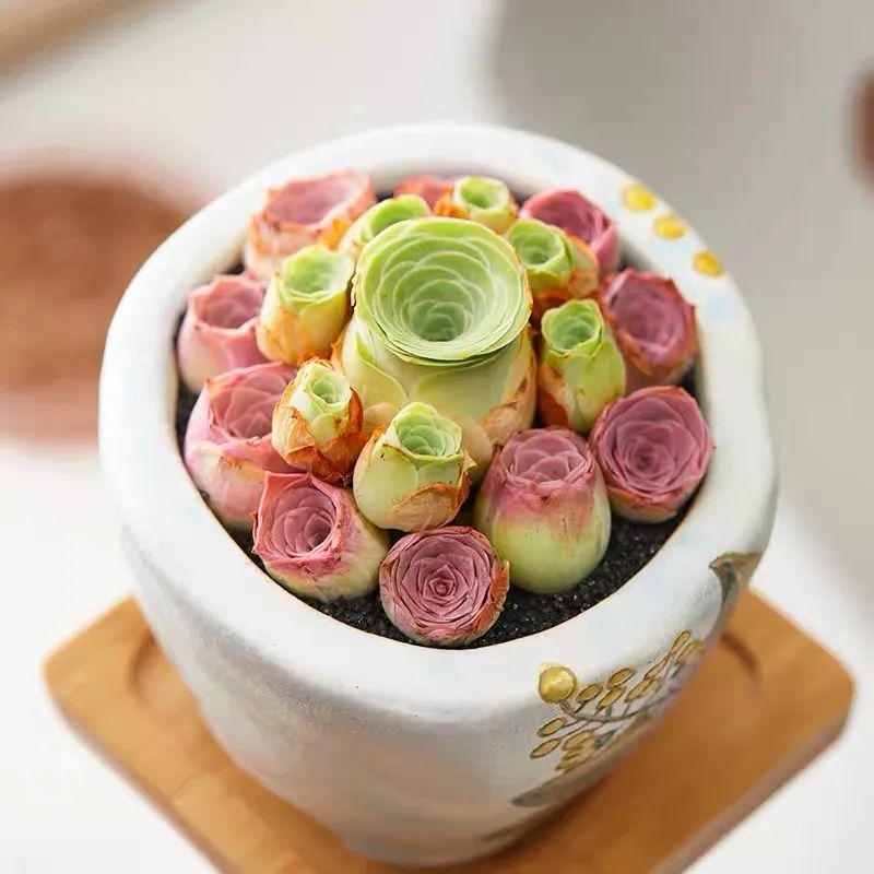 什么品种玫瑰花最好养,永不凋谢的绿玫瑰图片