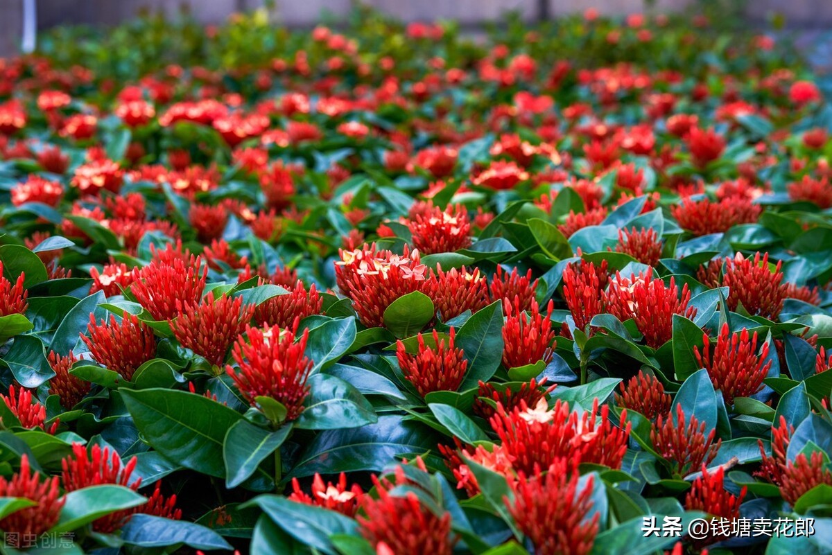 龙船花的修剪和注意事项是什么,龙船花花败了应怎样修剪
