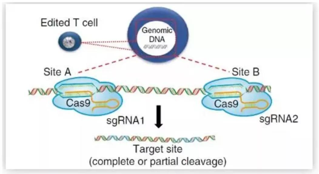 crisper的临床试验,crispr检测成果
