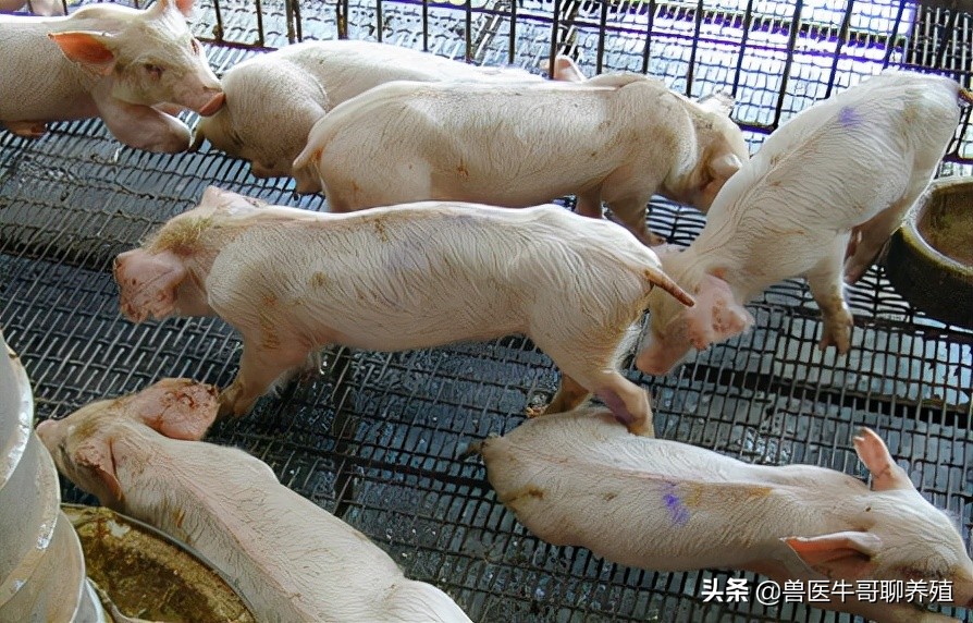 猪咳嗽的厉害怎么办,猪不咳嗽喘气费劲吃什么药